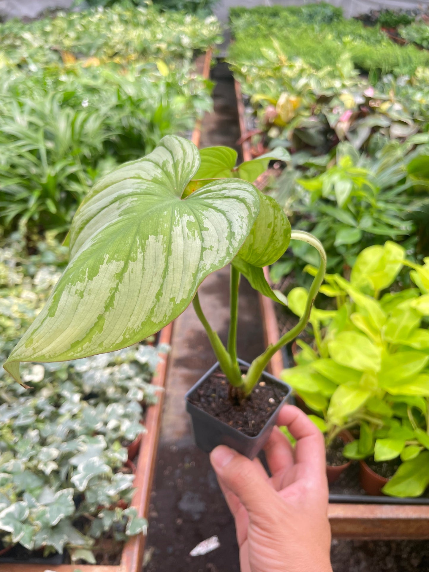 Blotched Philodendron