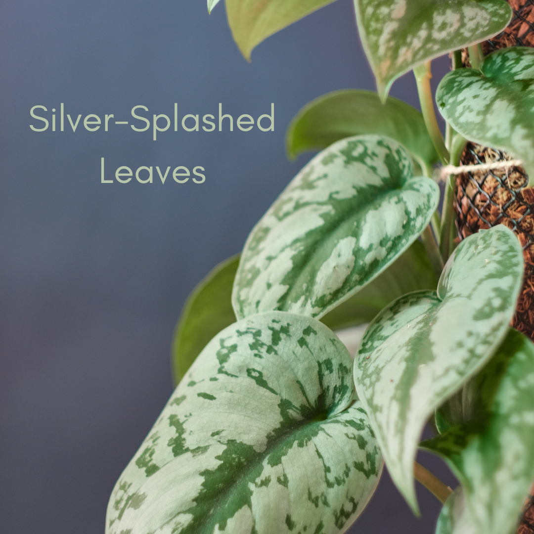 Silver-Splashed Leaves of Scindapsus Exotica