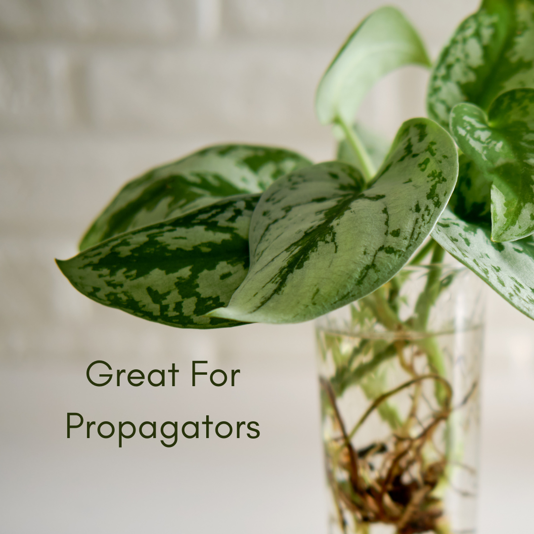 Scindapsus Exotica Propogation