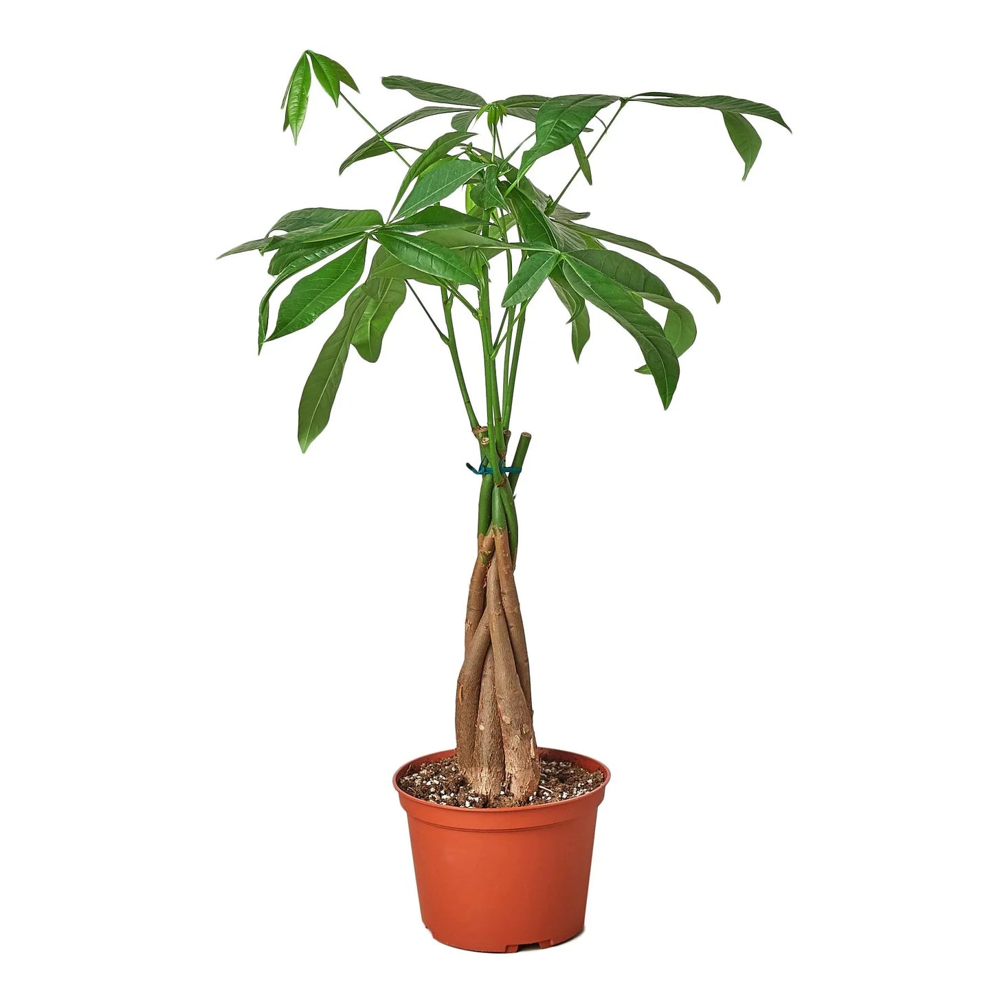 Money Tree Pachira Braid