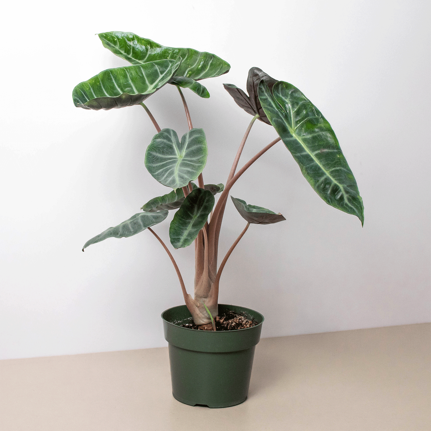 Alocasia Pink Dragon in a 6 inch nursery pot.