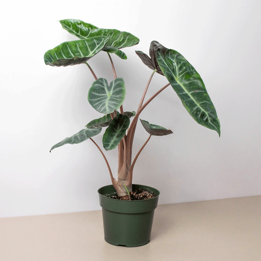 Alocasia Pink Dragon in a 6 inch nursery pot.