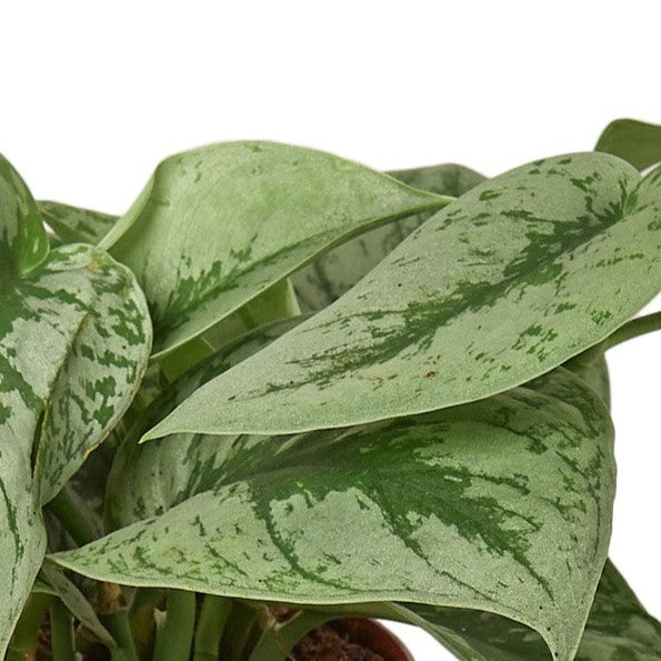 Scindapsus Pictus Exotica Close-up