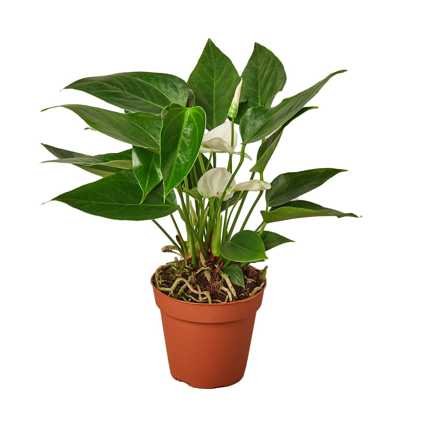 Anthurium Andraeanum White with green arrowhead leaves and white blooms.