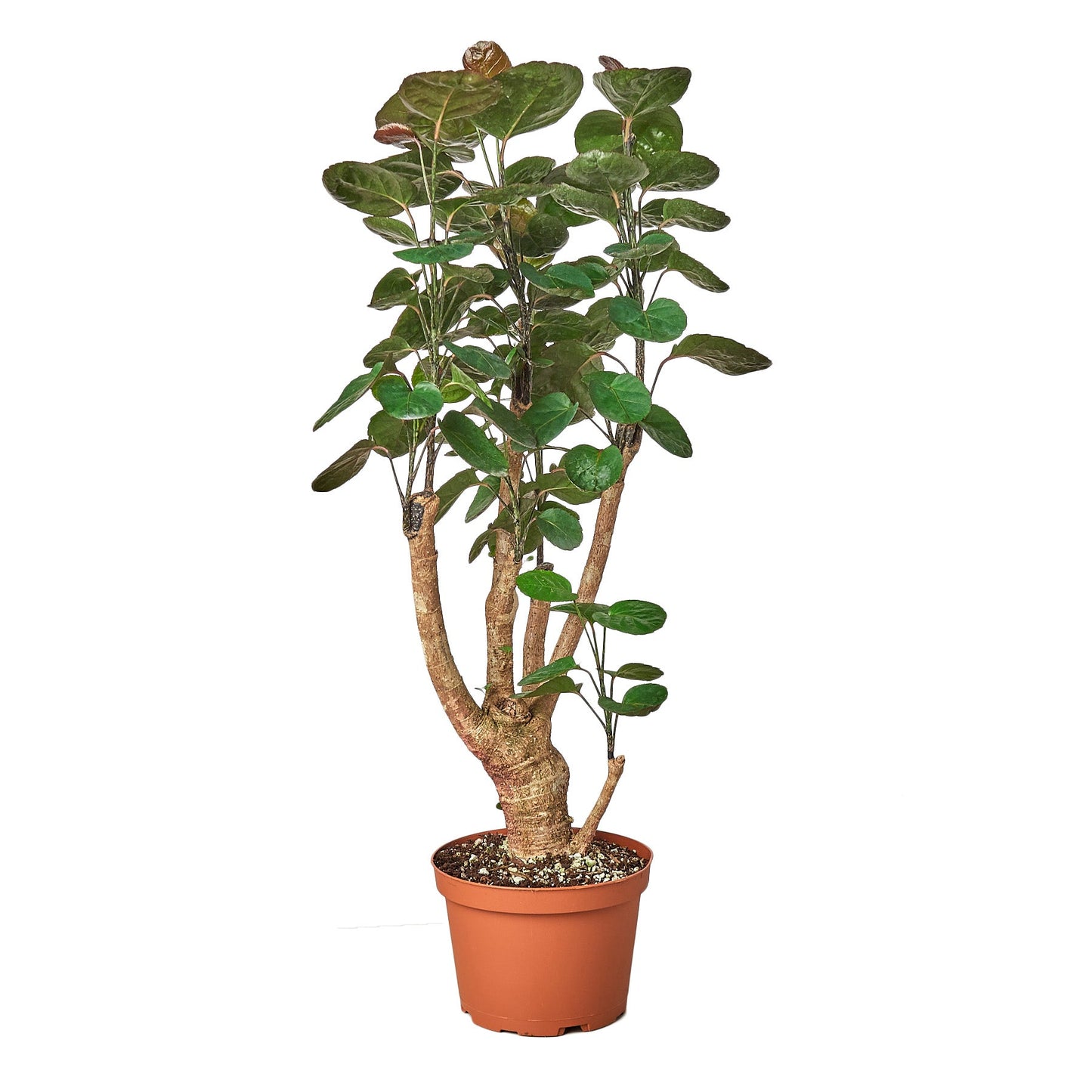 Aralia Fabian Stump Plant in a 6 inch pot. Over time can grow to 8 feet tall.