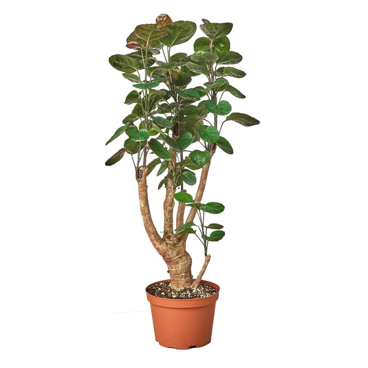 Aralia Fabian Stump Plant in a 6 inch pot. Over time can grow to 8 feet tall.