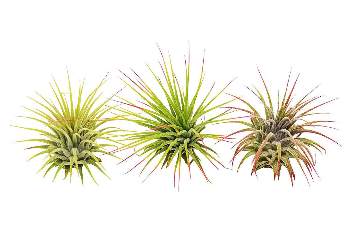 Ionantha Guatemala Air Plants set of 3