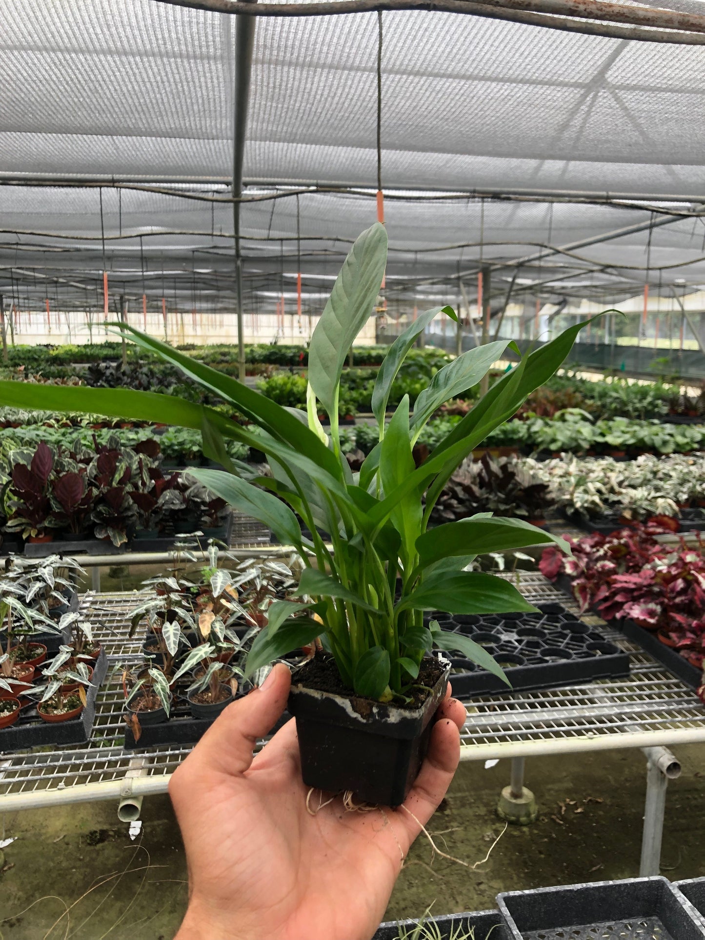 Spathiphyllum 'Peace Lily' 3"