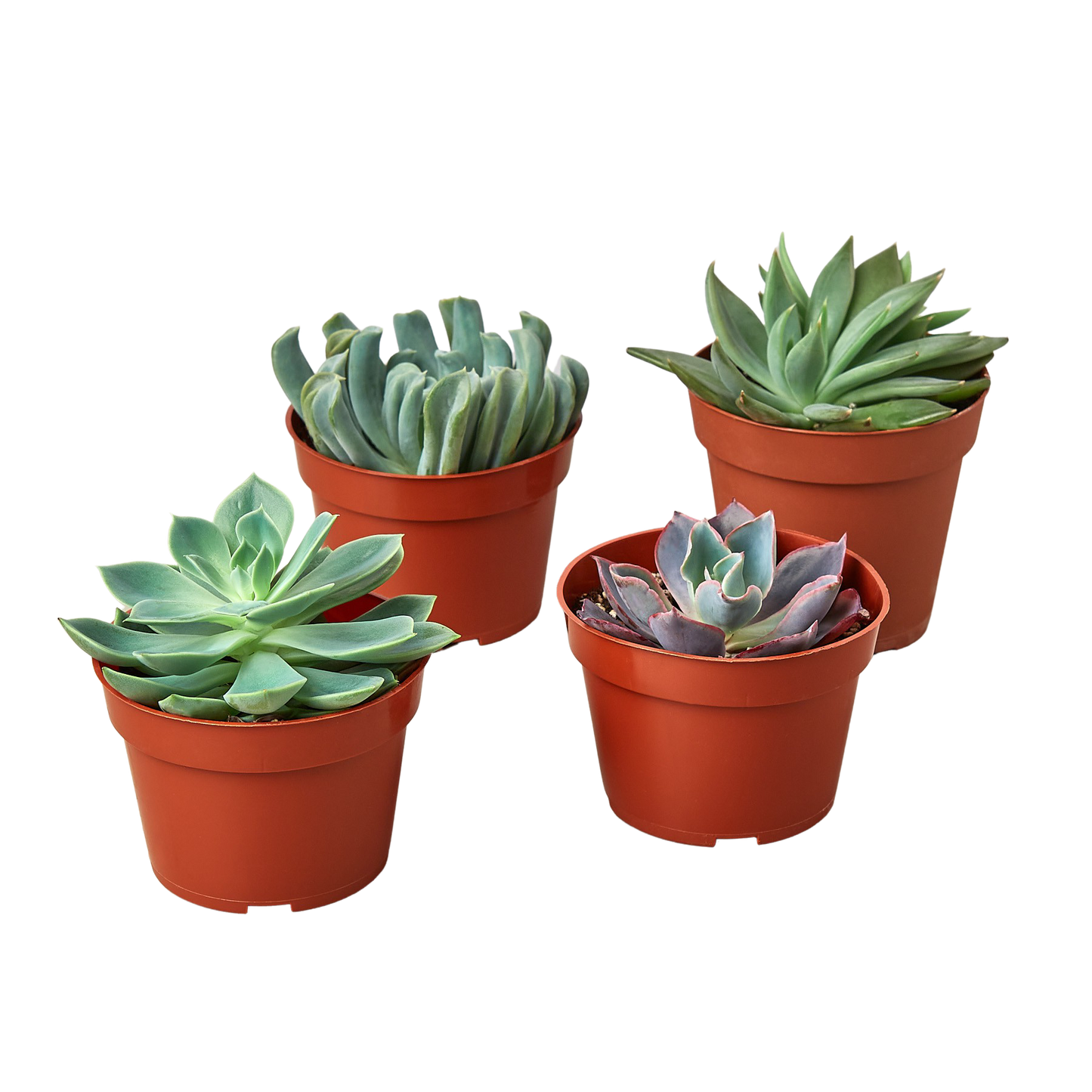 Echeveria Succulent Variety Pack 4" Pots