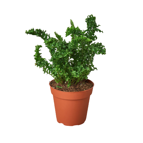 Emina Fern (Nephrolepis exaltata) in a brown 4 inch nursery pot.