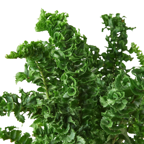 Close up of Emina Fern (Nephrolepis exaltata)