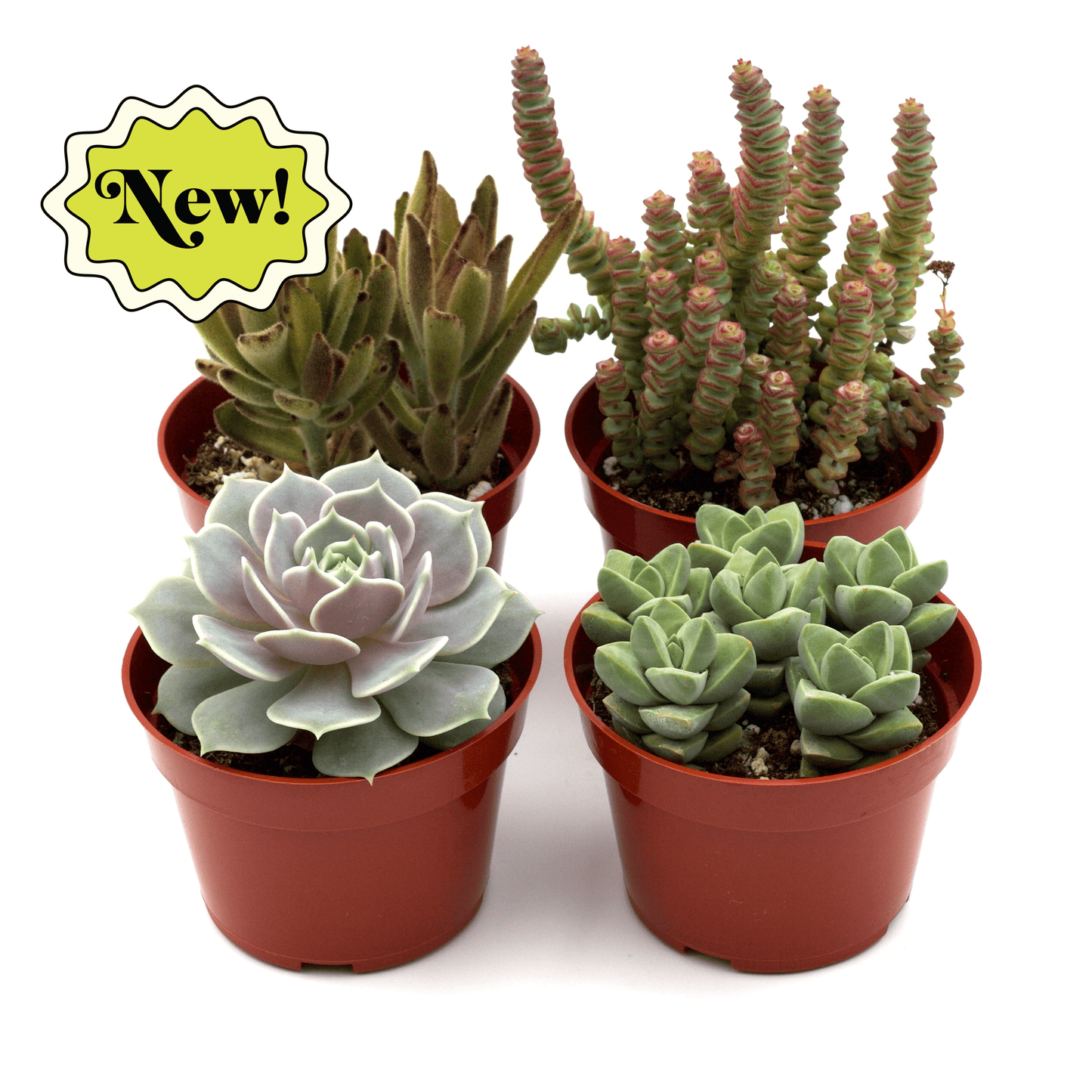 Succulents Variety Pack