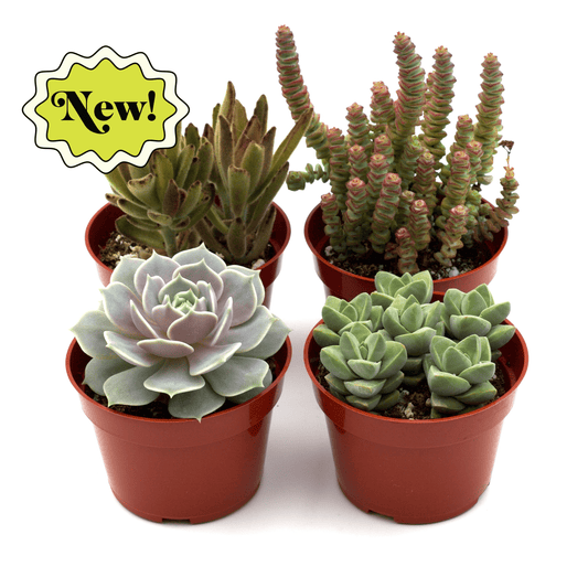 Succulents Variety Pack