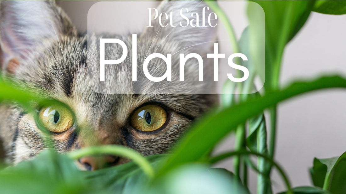 Pet-Safe Plants: Jungle Vibes Without the Vet Bills