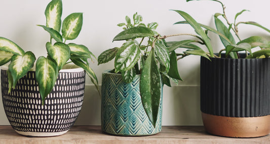 Stylish & Smart: How I Use Planters Without Drainage Holes for Healthy Indoor Plants