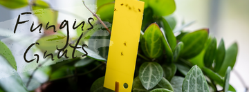 How Long Can Gnats Live? And How to Eliminate Fungus Gnats Forever