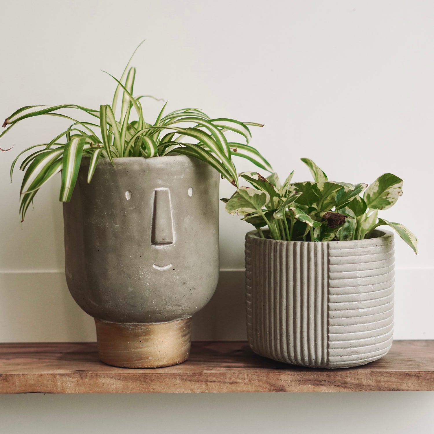 Cement Planters