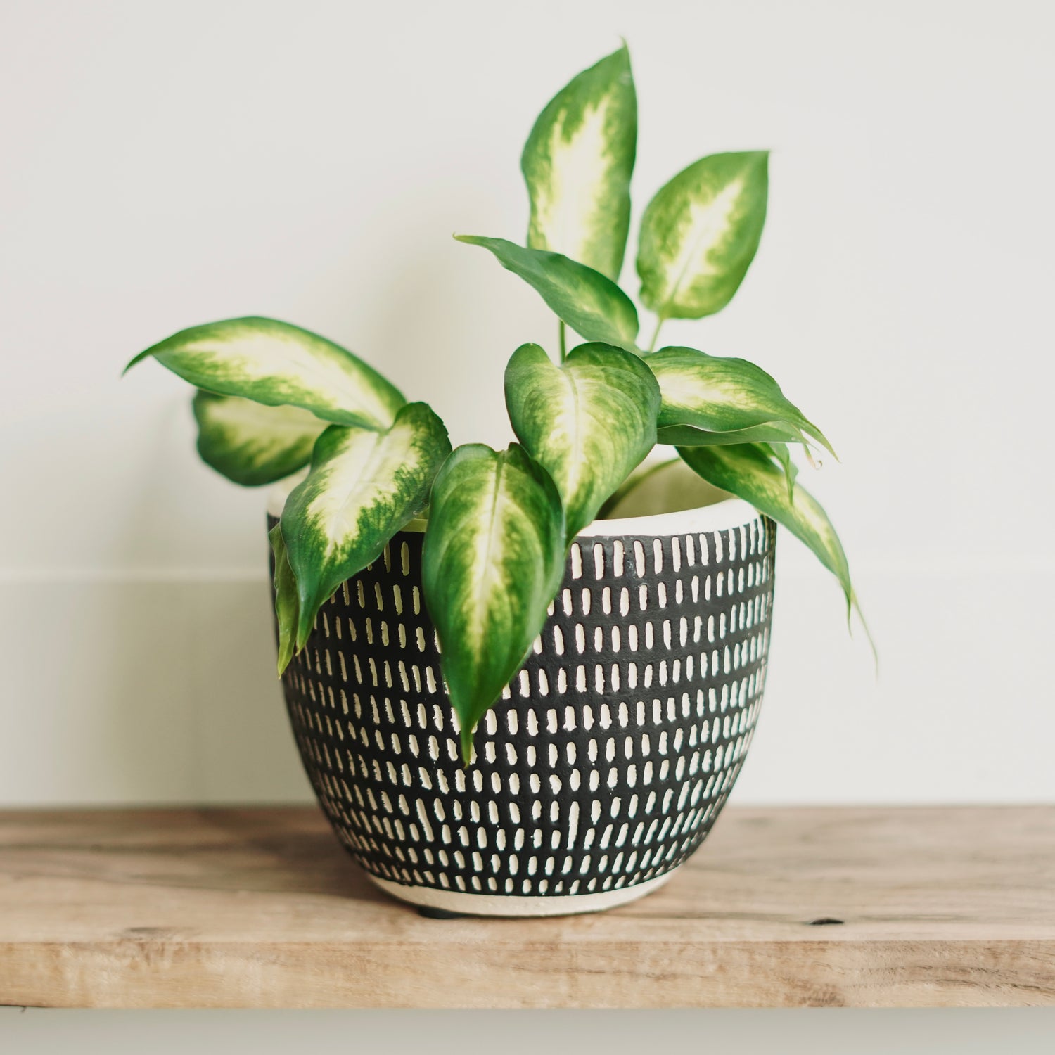 Ceramic Planters