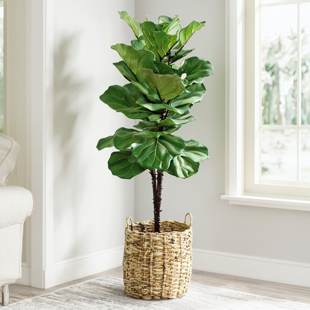 Ficus