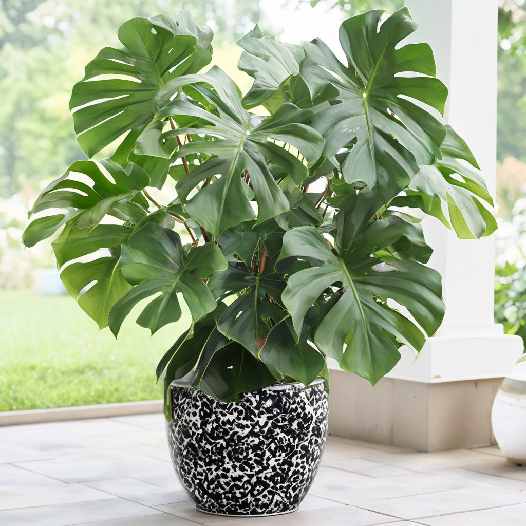 Philodendron