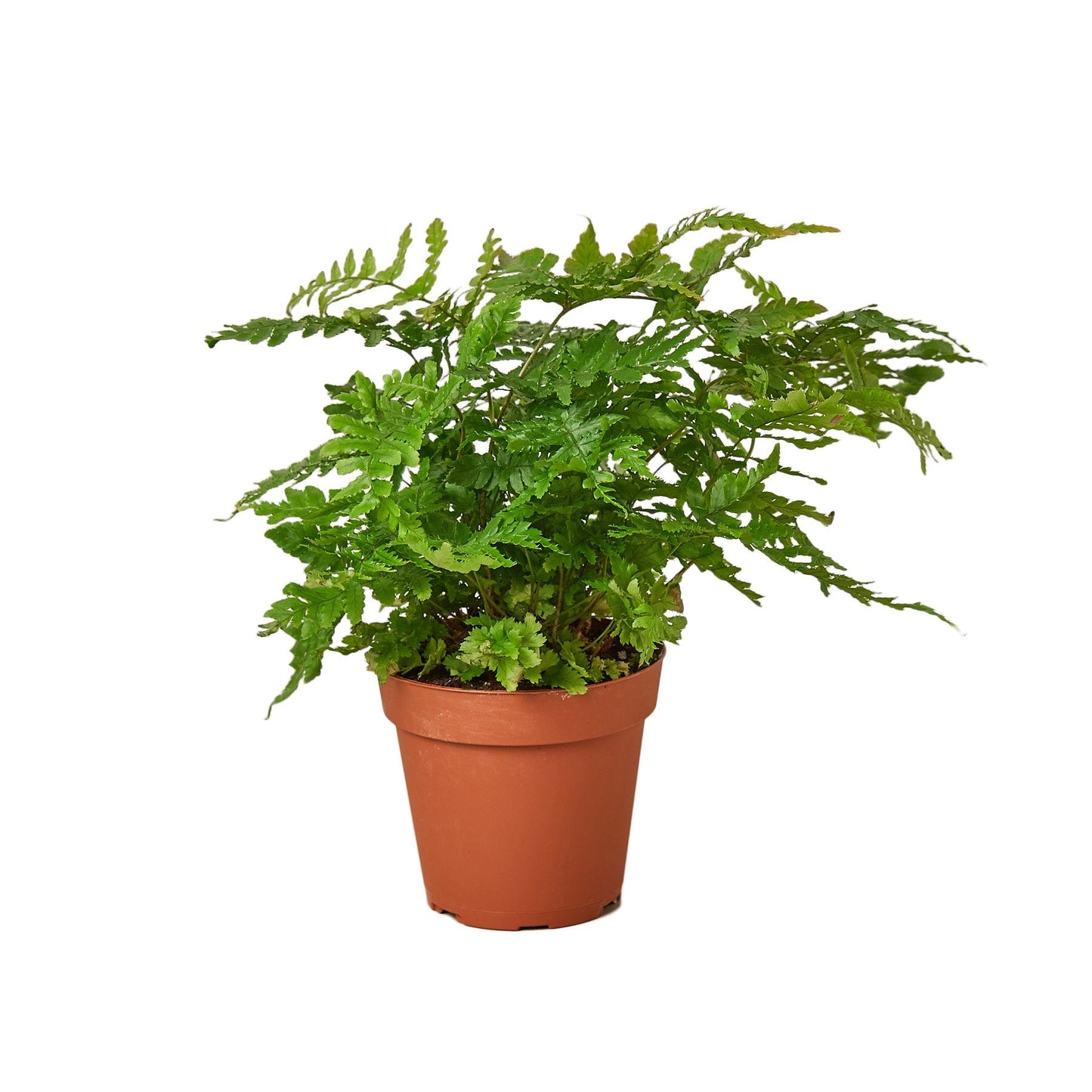 Autumn Fern plant in four inch brown nursery pot. 