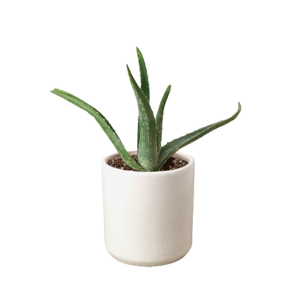 Aloe Vera plant in white pot. 