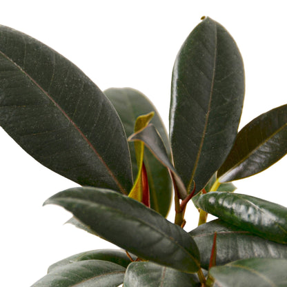 Ficus Elastica Burgundy Leaves