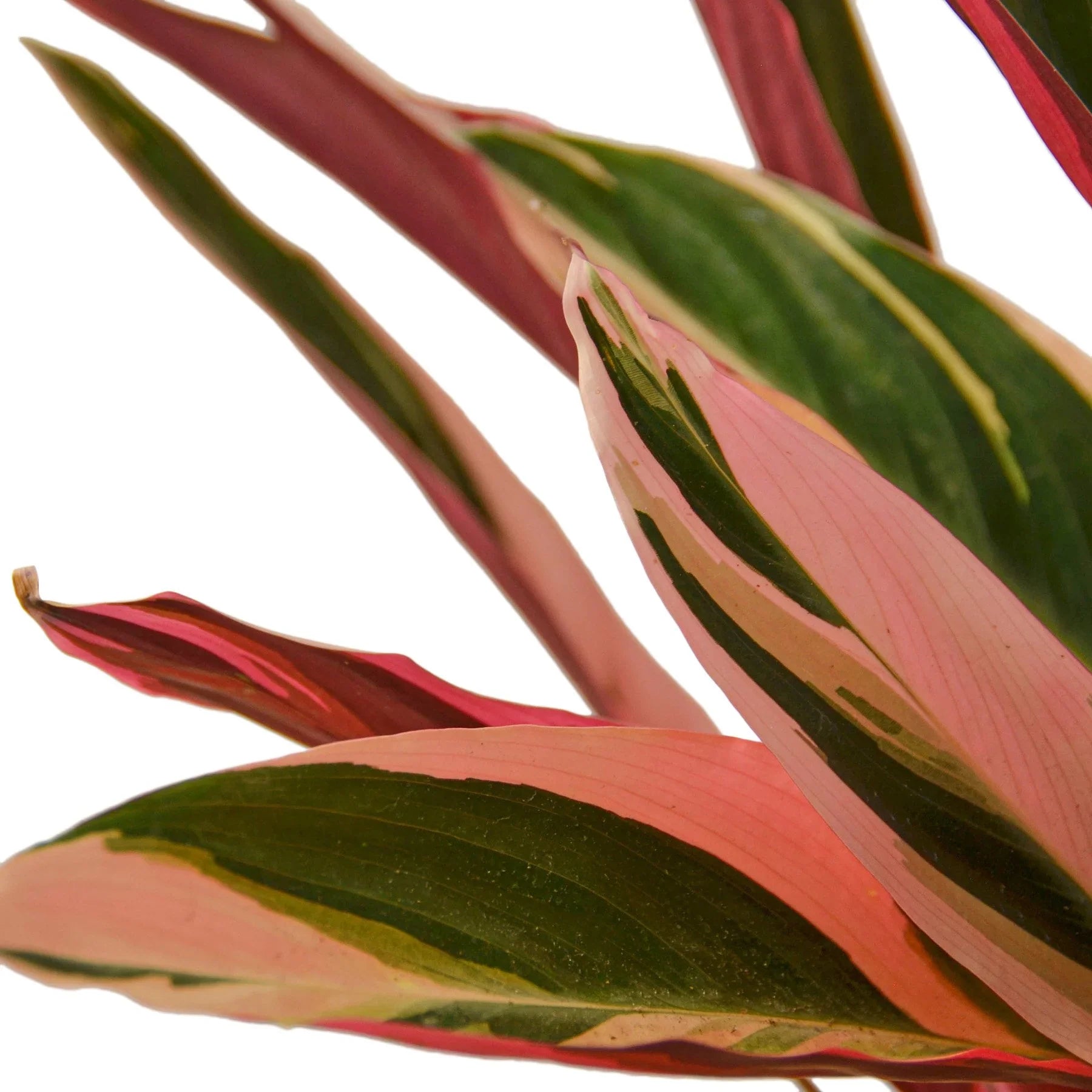 Stromanthe Magenta leaves