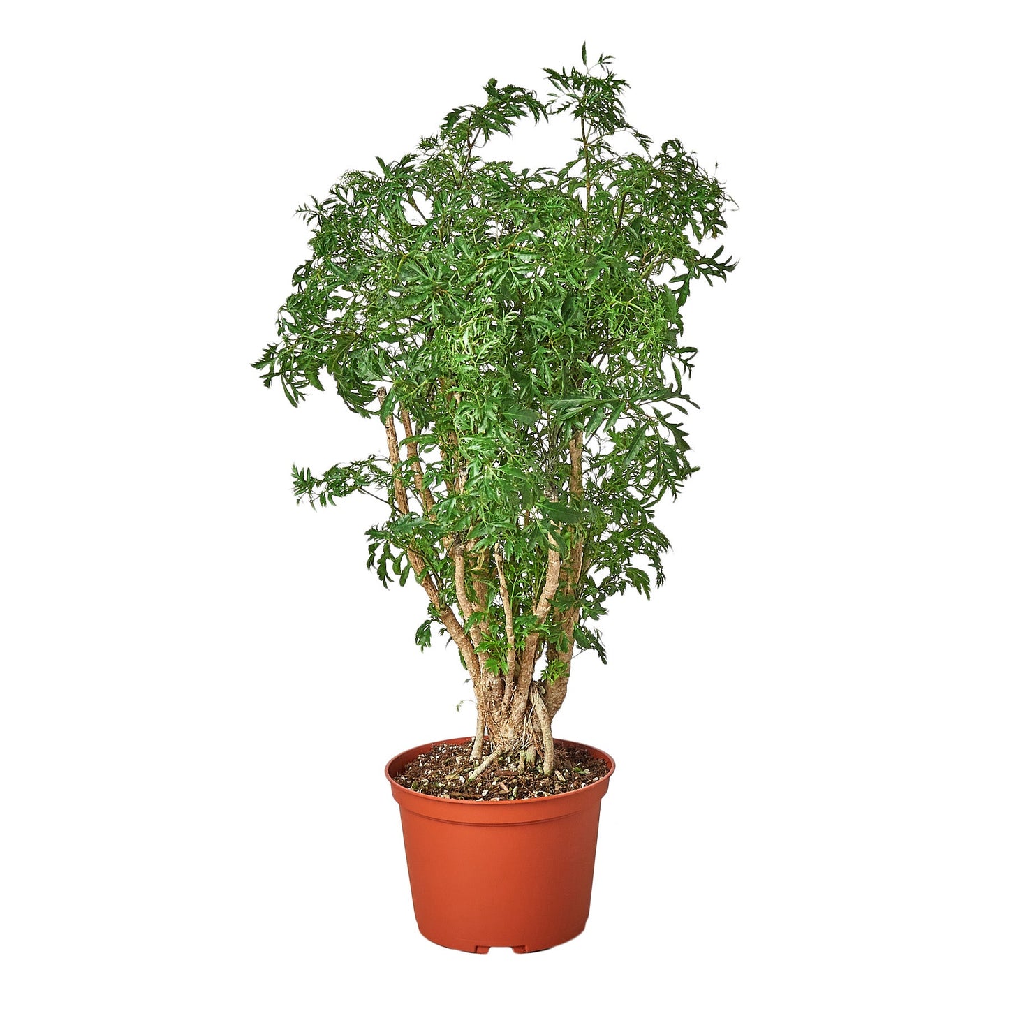 Aralia Ming Stump Plant AKA Polyscias Fruticosa