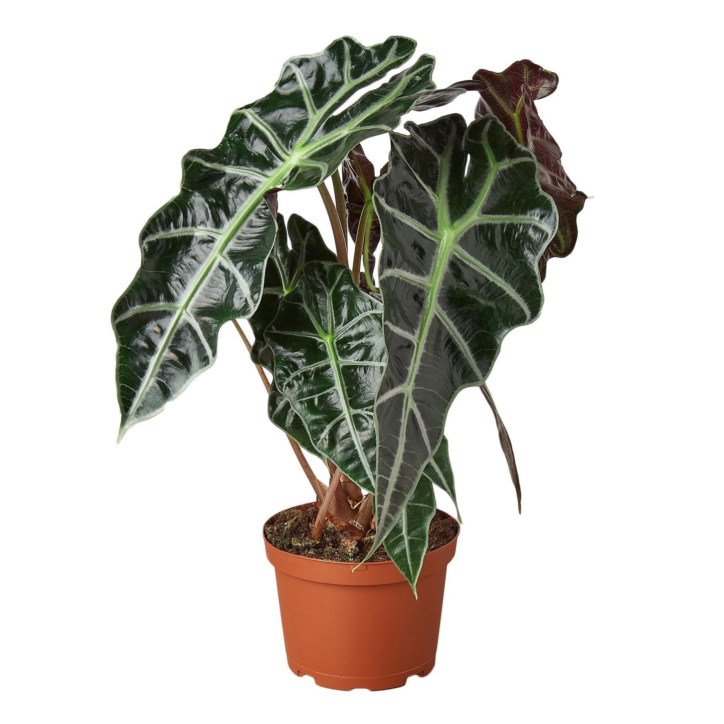 Stunning Alocasia Polly