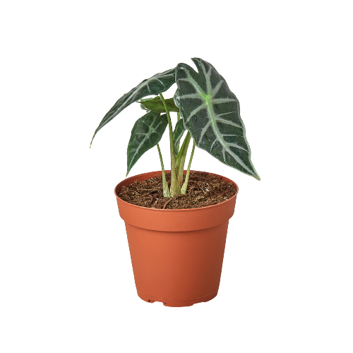 Alocasia Amazonica Bambino 4" Pot