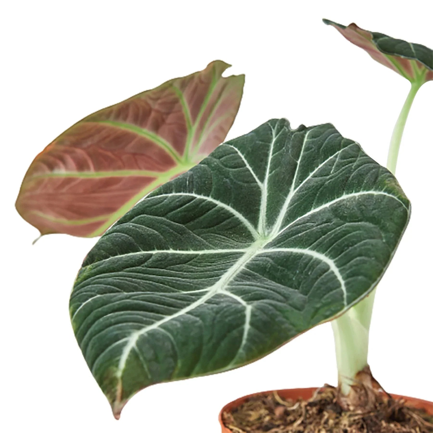 Alocasia Reginula Black Velvet leaves