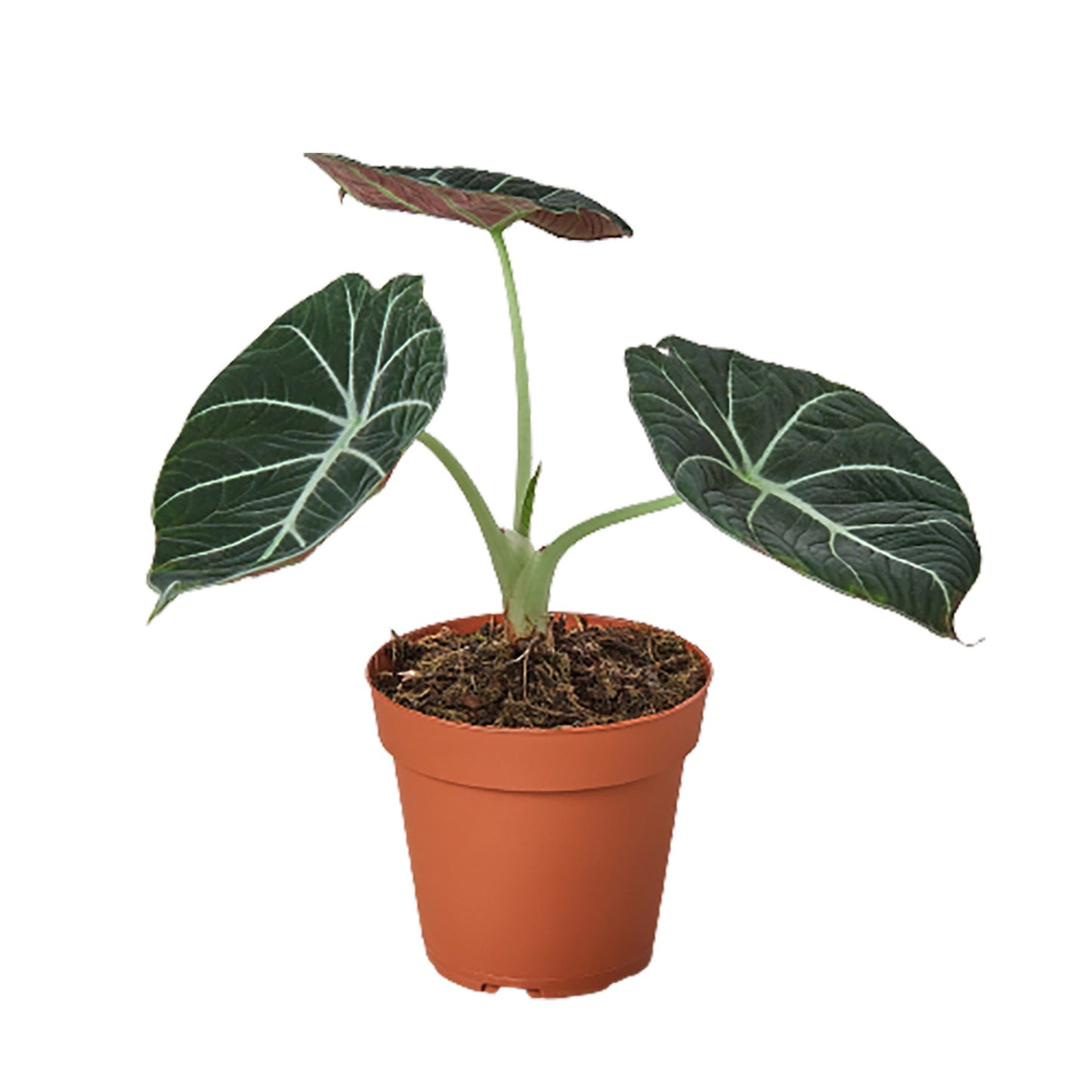 Alocasia Reginula Black Velvet in 4 inch pot