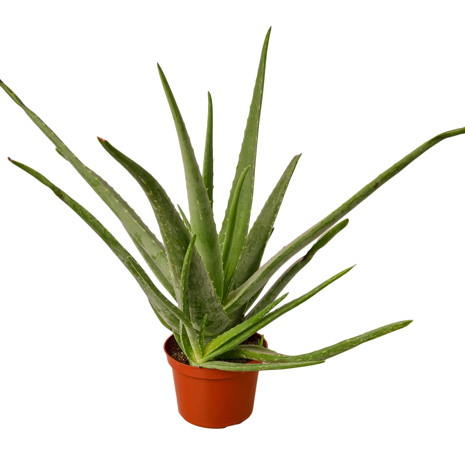 Aloe Vera Plant in a 6 inch nursery pot. Thick spikey leaves. 