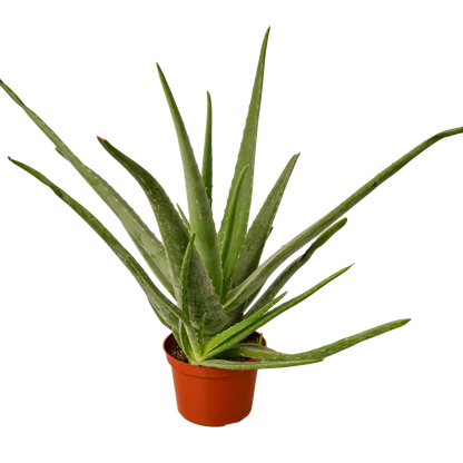 Aloe Vera Plant in a 6 inch nursery pot. Thick spikey leaves. 