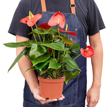 6 inch Flamingo Plant in a nursery pot