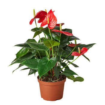 Anthurium Andraeanum Red