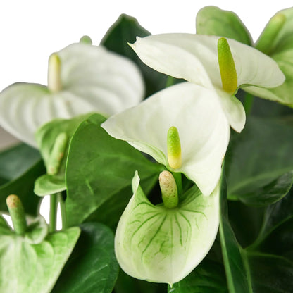 Anthurium Andraeanum White