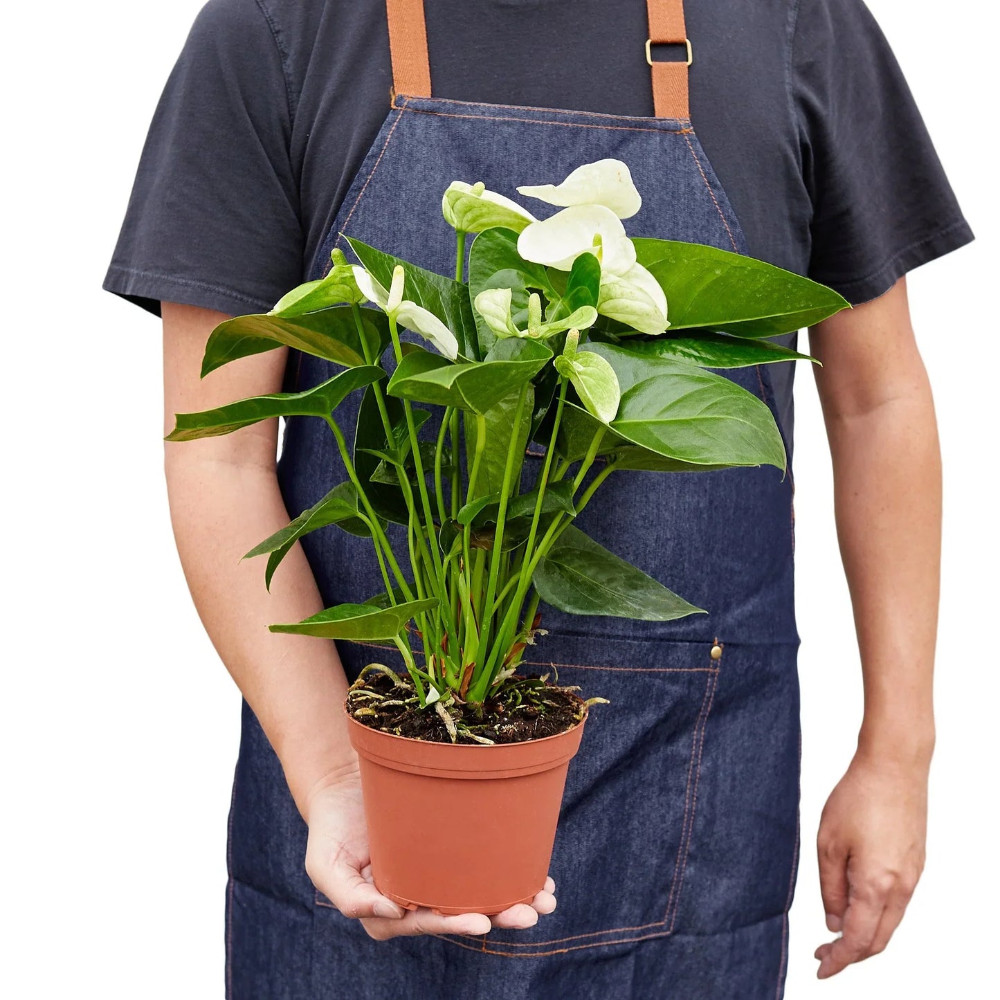 Anthurium Andraeanum White