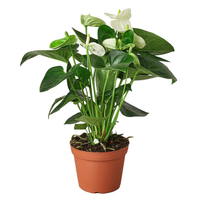 Anthurium Andraeanum White