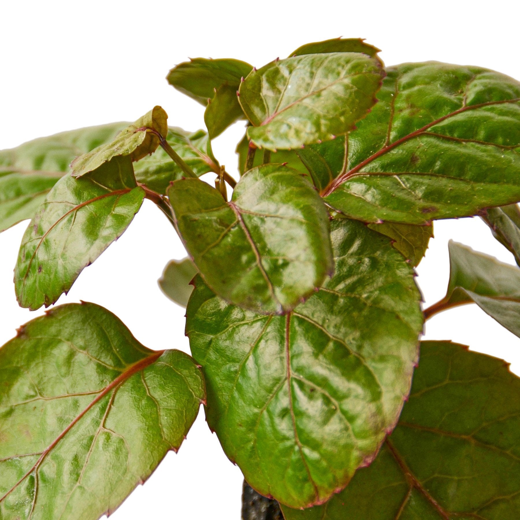 Aralia Fabian Stump Plant foliage