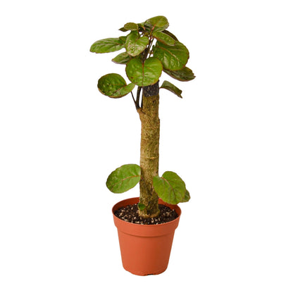 Aralia Fabian Stump Plant in a 4 inch pot. 