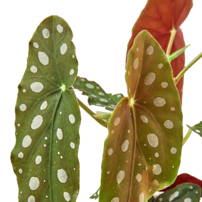 Begonia Maculata AKA Polka Dot begonia leaves