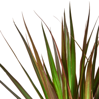 Dracaena 'Marginata Magenta'