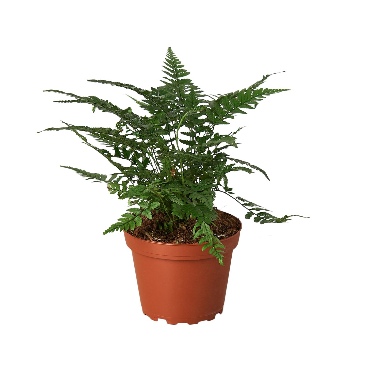 Korean Rock Fern 4" Pot