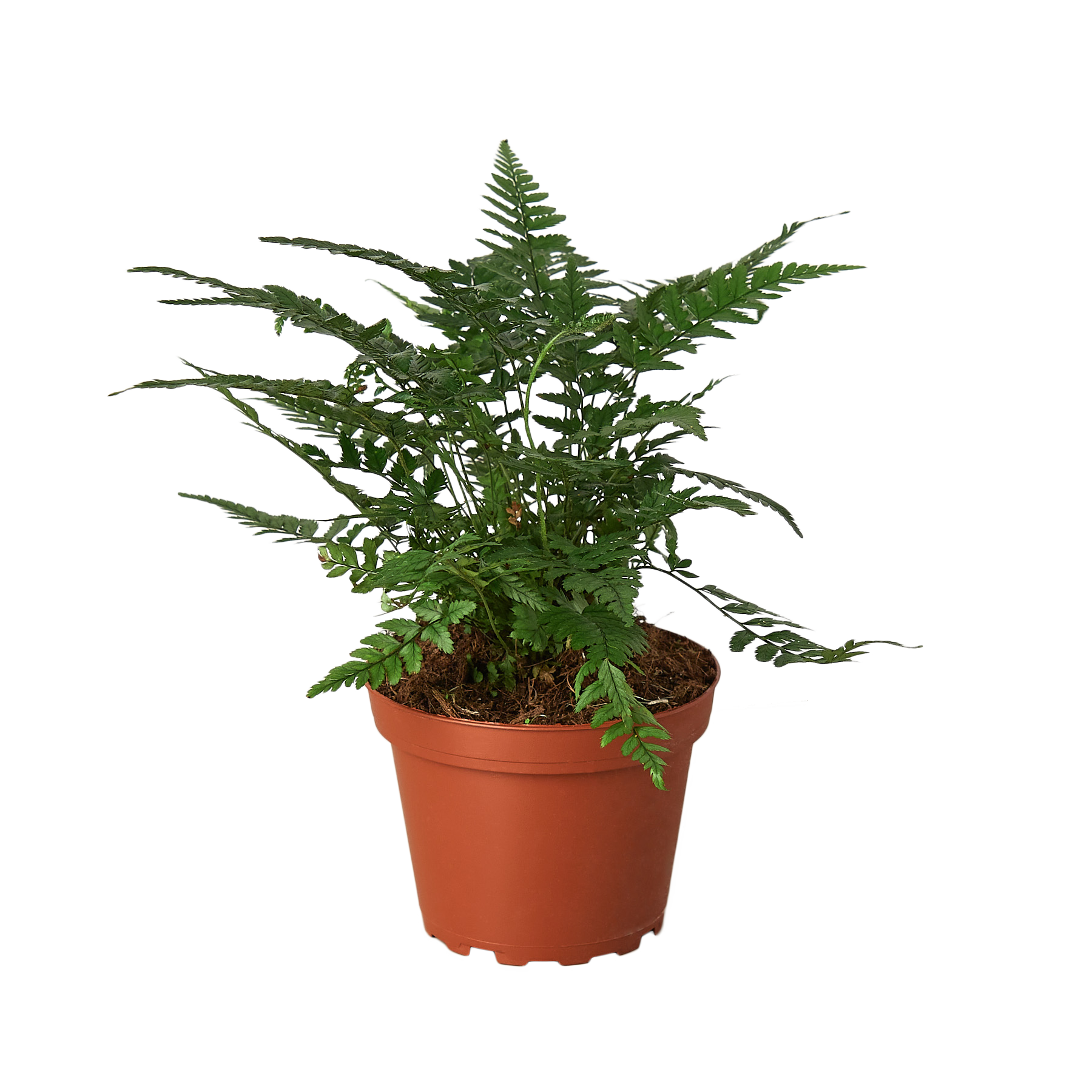 Korean Rock Fern 4" Pot