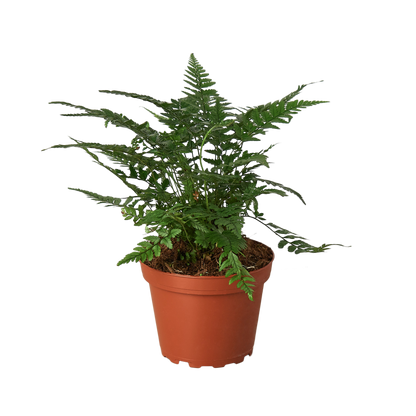 Korean Rock Fern 4" Pot