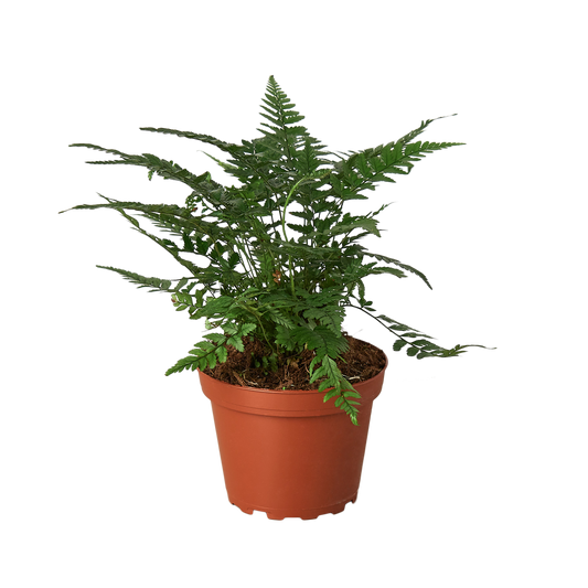 Korean Rock Fern 4" Pot