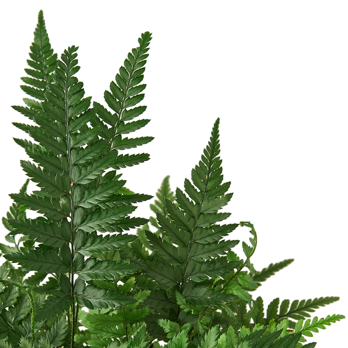 Rock Fern Leaves