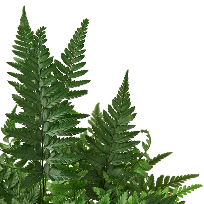 Rock Fern Leaves